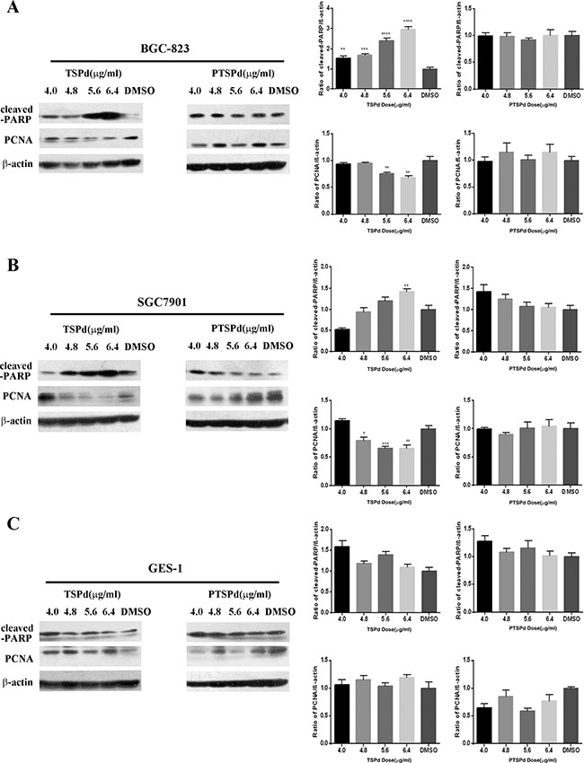Effect of the target complexes on cell apoptosis of human gastric carcinoma cells and Ges-1 cells.