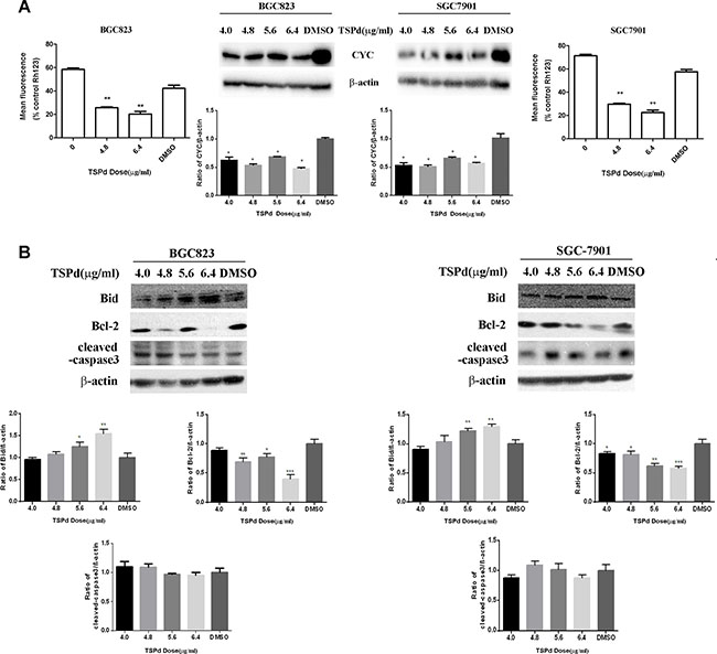 Effect of the target complexes on the mitochondrial signaling pathways in human gastric carcinoma cells.
