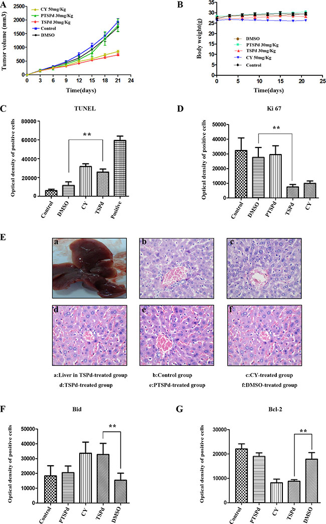 Effect of the target complexes on gastric cancer growth in a nude mouse tumor xenograft model.