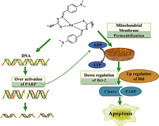 Molecular mechanism of DMABTSPd(TSPd)-induced apoptosis in human gastric carcinoma cells.
