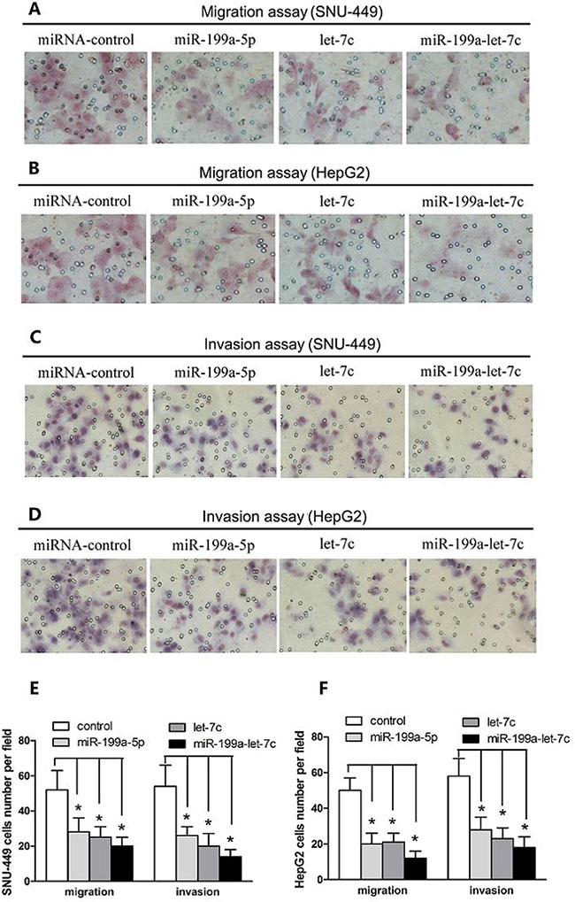 miR-199a-5p and let-7c cooperatively inhibit HCC cell migration and invasion.