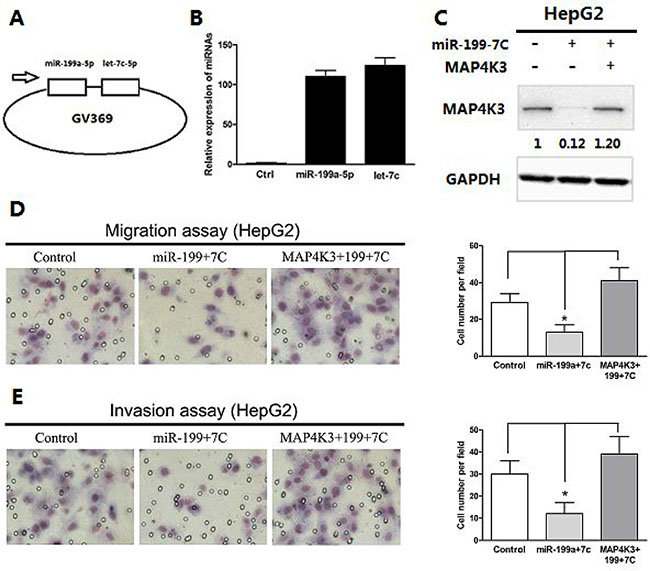 Restoration of MAP4K3 promotes miR-199a-5p- and let-7c-mediated migration and invasion of HCC cells.