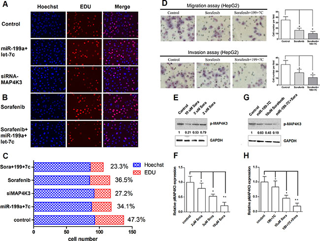 MiR-199a-5p and let-7c increase the sensitivity of HCC cells to sorafenib, which down-regulates MAP4K3 expression.
