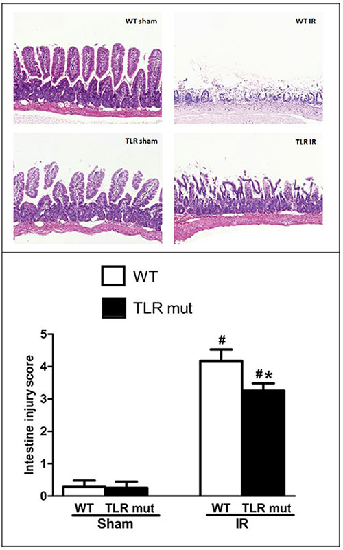 Intestine tissue damage in mice submitted to intestinal IR or sham surgery in each groups.