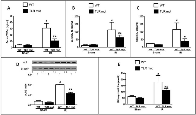 Effects of TLR4 mutant on the circulation and distant organs after intestinal IR.