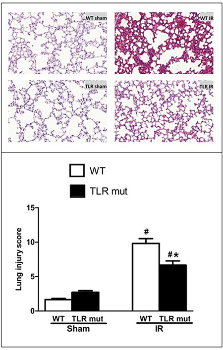 Alteration in the lung morphology after intestinal IR.