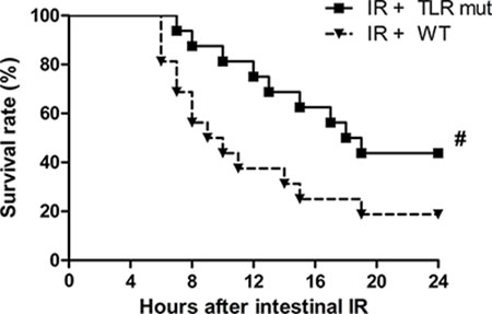 Survival benefit in TLR4 mutant mice after intestinal IR injury.
