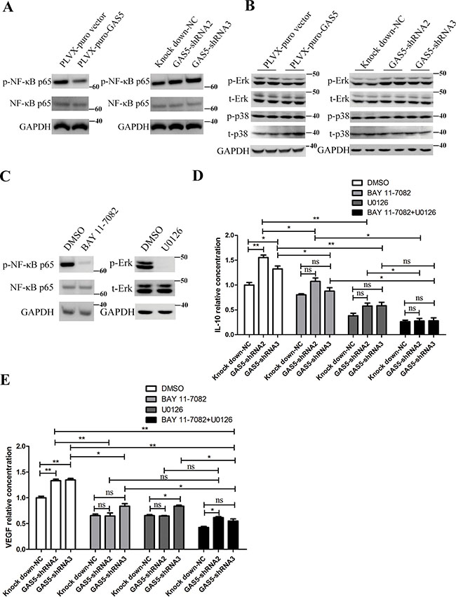 GAS5 inhibits the secretion of inflammatory cytokines via the NF-&#x03BA;B and Erk1/2 MAPK pathways.
