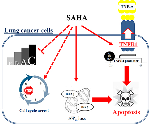 Schematic diagram of SAHA-induced cell death in lung cancer cells.
