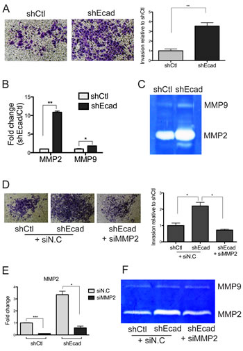 Enhanced invasiveness is attributed to elevated MMP2 expression in shEcad.
