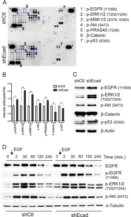 Loss of E-cadherin leads to activation of EGFR signaling.
