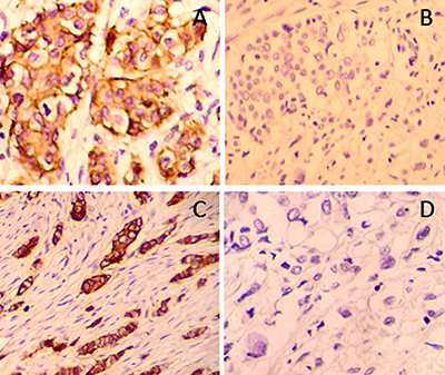 Expression of T-cadherin in histological samples was detected using immunochemistry.
