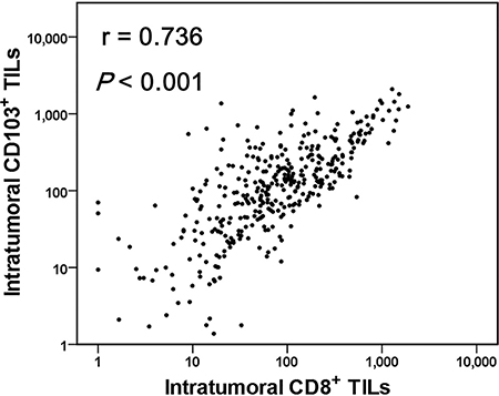 A strong positive correlation between the numbers of CD103+ and CD8+ tumor-infiltrating lymphocytes (TILs) in pulmonary squamous cell carcinomas (n = 378).