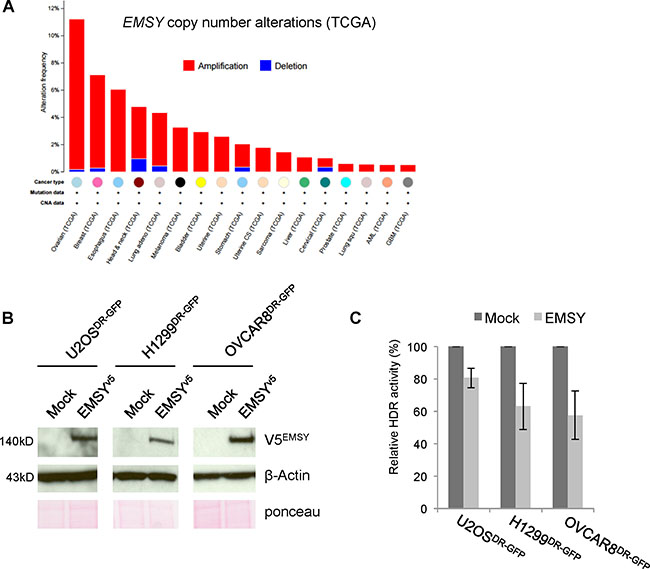 Full-length EMSY overexpression suppresses HDR activity.