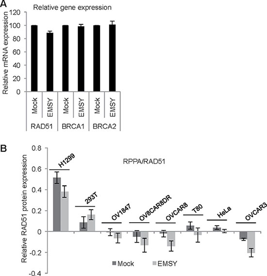 EMSY-overexpressing cells exhibit a subtle decrease in RAD51 expression.