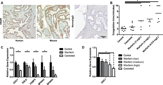 Warfarin treatment inhibits the expression of AR target genes in vivo.