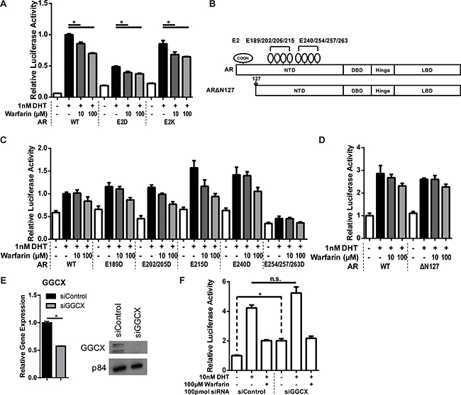 Effect of warfarin on AR transcriptional activity is independent of its &#x03B3;-carboxylation.