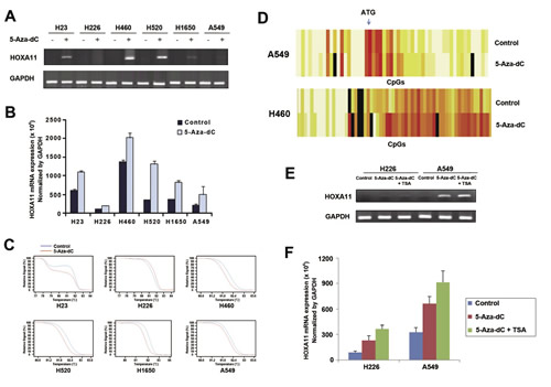 Effects of 5-Aza-dC and/or TSA on demethylation and re-expression of silenced