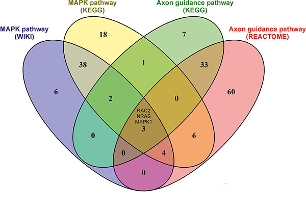 Venn diagram showing the overlap of genes identified for the MAPK pathway and the Axon guidance pathway.