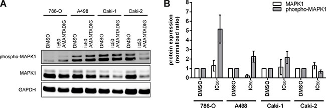 Protein expression of MAPK1.