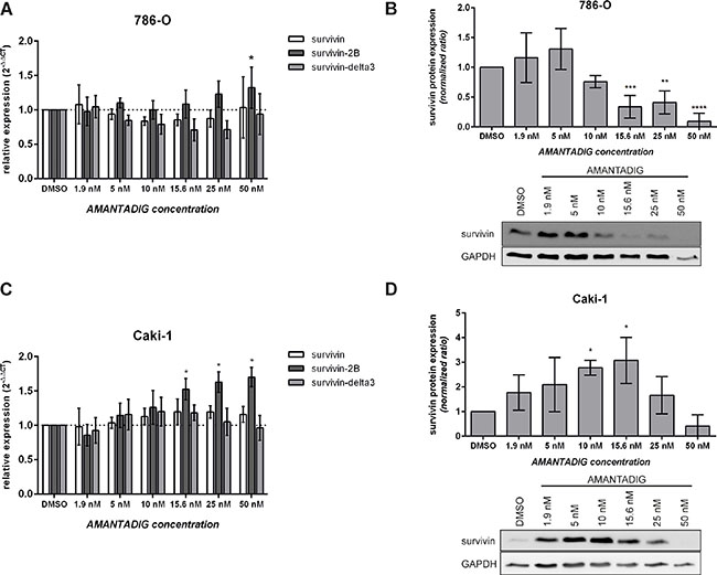 Expression of survivin splice variants and survivin protein.