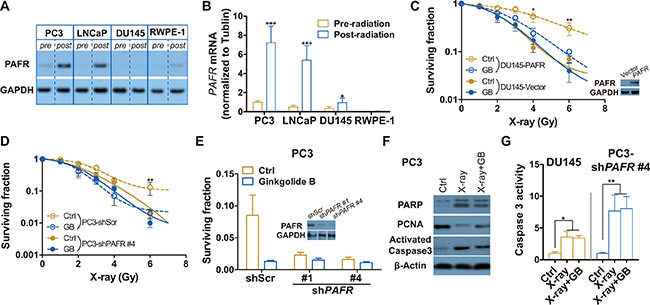 PAFR inhibition fails to sensitize DU-145 and PAFR-knockdowned PC3 (PC3-shPAFR) cells to irradiation.
