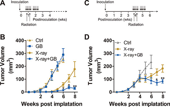 Ginkgolide B enhances the sensitivity of PC3 xenografts to irradiation.