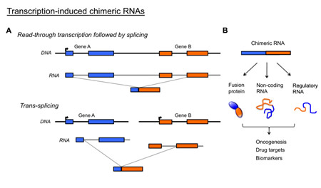 Potential importance of transcription-induced chimeric RNAs.