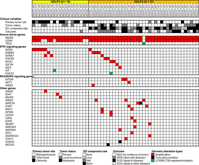 Summary of genetic alterations identified in 19 WDLPS and 37 DDLPS samples by targeted sequencing analysis using a panel of 104 cancer-related genes.