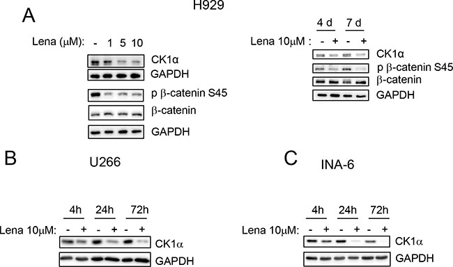 Lenalidomide determines CK1&#x03B1; protein reduction in a dose and time dependent manner.