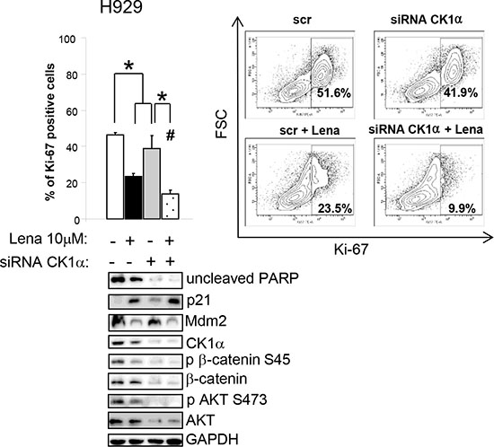 Lenalidomide cooperates with CK1&#x03B1; silencing in inducing apoptosis and cell cycle arrest, modulating &#x03B2;-catenin and AKT survival signalling.