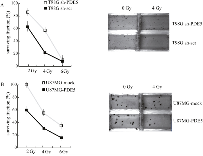 Effect of PDE5 on DNA repair and cell survival upon ionizing radiation.