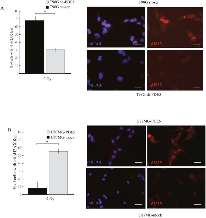 Effect of PDE5 expression on &#x03B3;-H2AX foci induced by X-ray treatment.