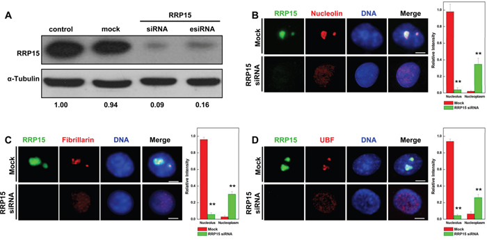 Nucleolar formation and nucleolin, fibrillarin and UBF localization in cells depleted RRP15.