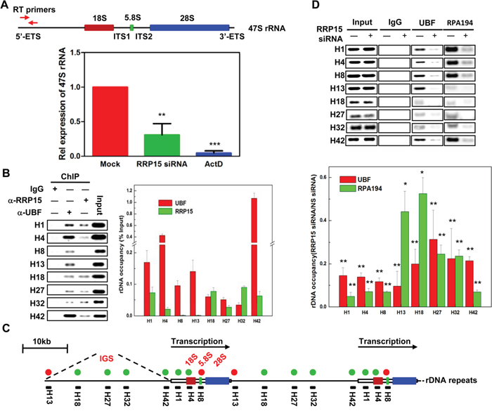 Regulation of 47S pre-rRNA transcription by RRP15.