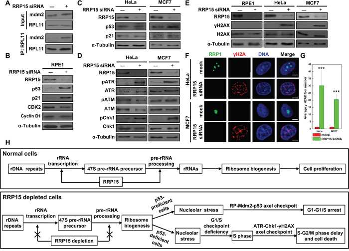 Induction of nucleolar stress response in p53-proficient RPE1 cells or S-phase checkpoint response in p53-deficient HeLa or MCF7 cells by RRP15 ablation.