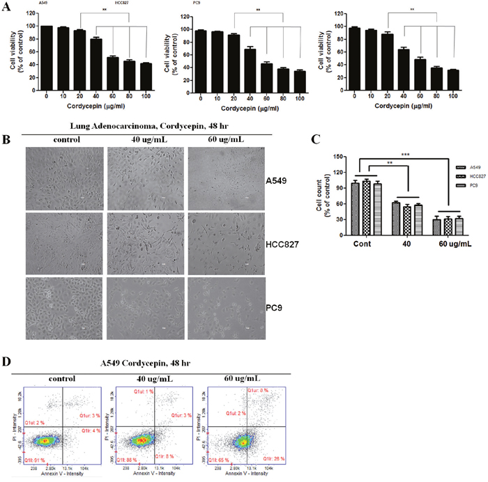 Cordycepin induces apoptosis in lung cancer cells.