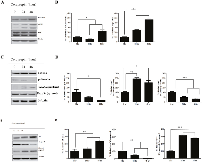 Expression of CAV1, p-JNK, JNK, Foxo3a, nuclear Foxo3a proteins in response to cordycepin.