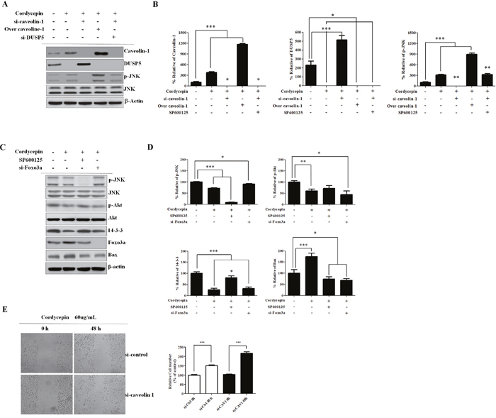 Knockdown of CAV1 leads to decreased p-JNK and Foxo3a is regulated by Akt and 14-3-3.