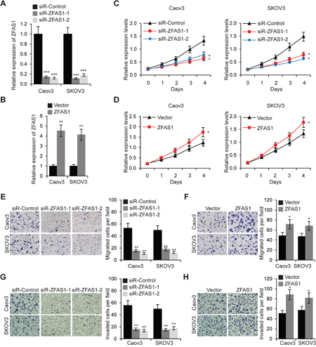 ZFAS1 promotes EOC cell proliferation, migration and invasion.