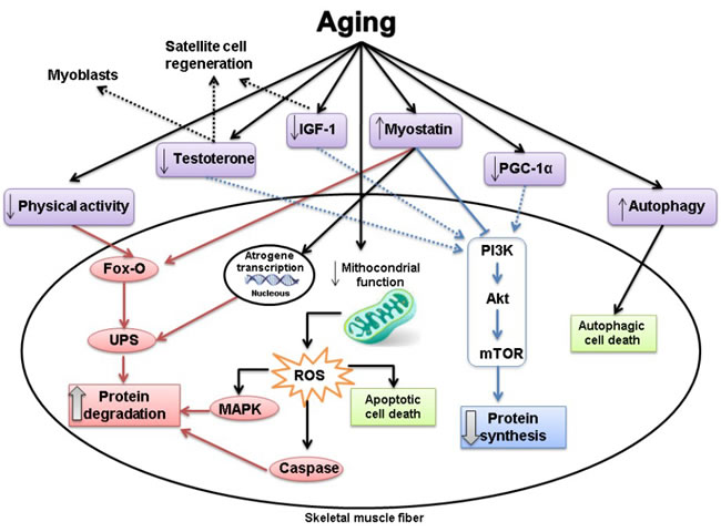 The effects of aging on the signalling pathways associated with protein synthesis and protein degradation.