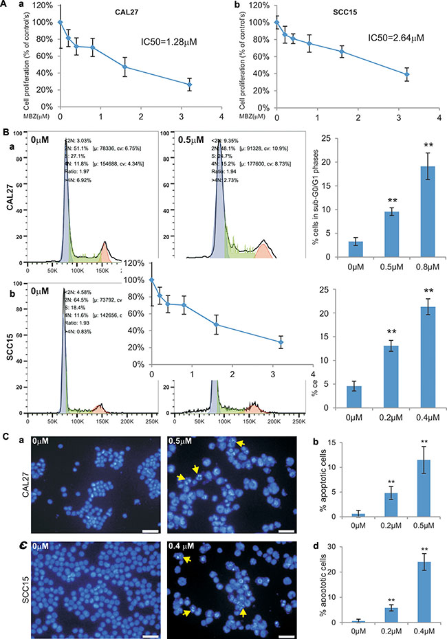 MBZ effectively inhibits cell proliferation and cell cycle progression and induces apoptosis of human HNSCC cells.