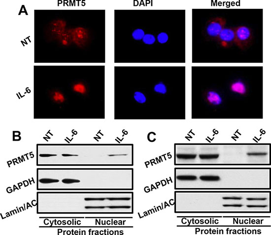 IL-6 promotes PRMT5 nuclear translocation.