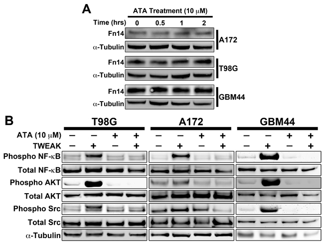 ATA suppressed TWEAK-Fn14 downstream pathway activation in glioma cells.