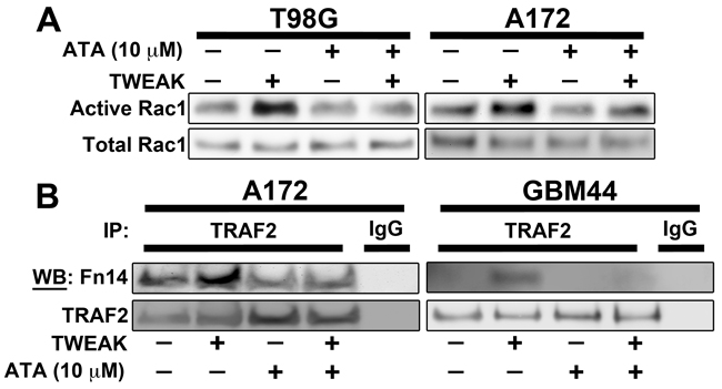 ATA blocked TWEAK-stimulated Rac1 activation and TRAF2 recruitment to Fn14 cytoplasmic domain in glioma cells.
