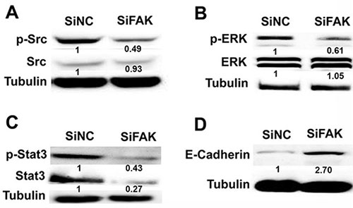 The effects of FAK on Src, p-SrcY416, ERK1/2, p-ERK1/2, Stat3, p-Stat3Y705 and E-Cadherin expression.