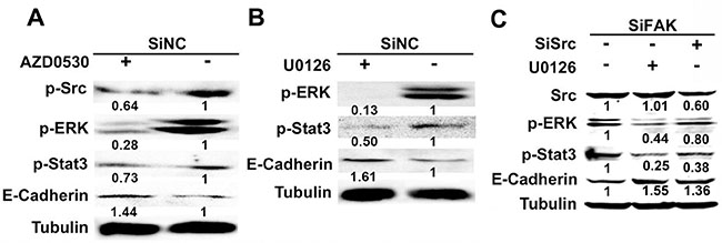 p-SrcY416/p-ERK1/2/p-Stat3Y705 signaling pathway was involved in FAK mediated E-cadherin expression.