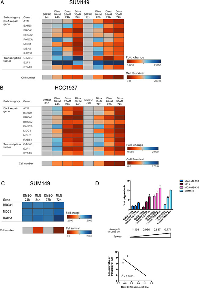 Dinaciclib inhibits multiple DNA repair pathways to induce synergism with DNA-damaging chemotherapy and induce polyploidy.