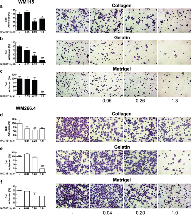 Effect of MC3181 on the adhesion of human melanoma cells to different ECM components.
