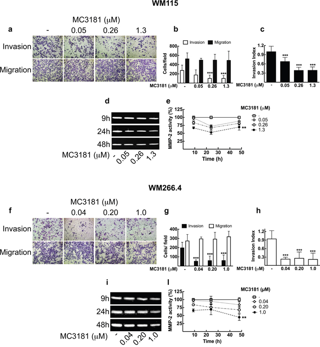 MC3181 blocks WM115 and WM266.4 melanoma cells invasion and inhibits MMP2 activity.